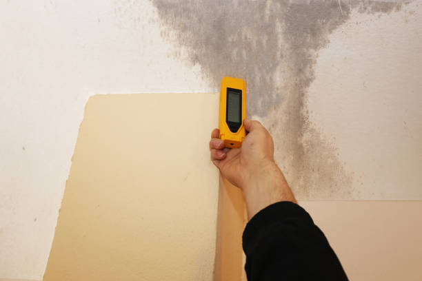 Best Real Estate Mold Inspection  in Fairfax, MN