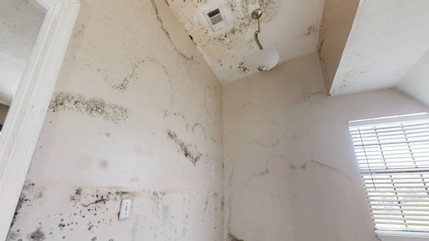 Best Airborne Mold Testing  in Fairfax, MN