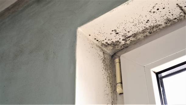 Best Mold Prevention Services  in Fairfax, MN