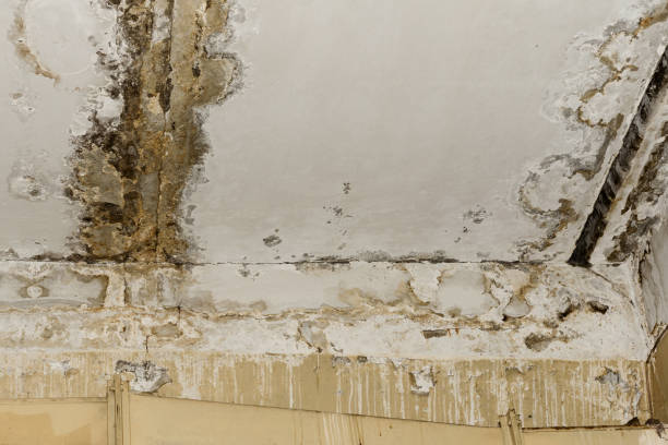 Best Indoor Air Quality Assessment  in Fairfax, MN