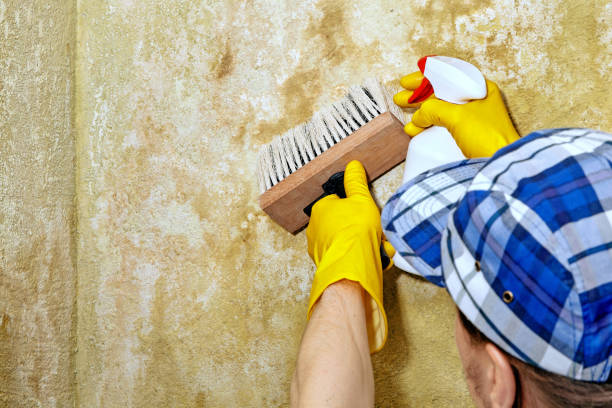 Best Industrial Mold Remediation  in Fairfax, MN