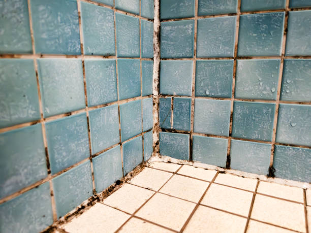 Asbestos and Lead Testing During Mold Inspection in Fairfax, MN
